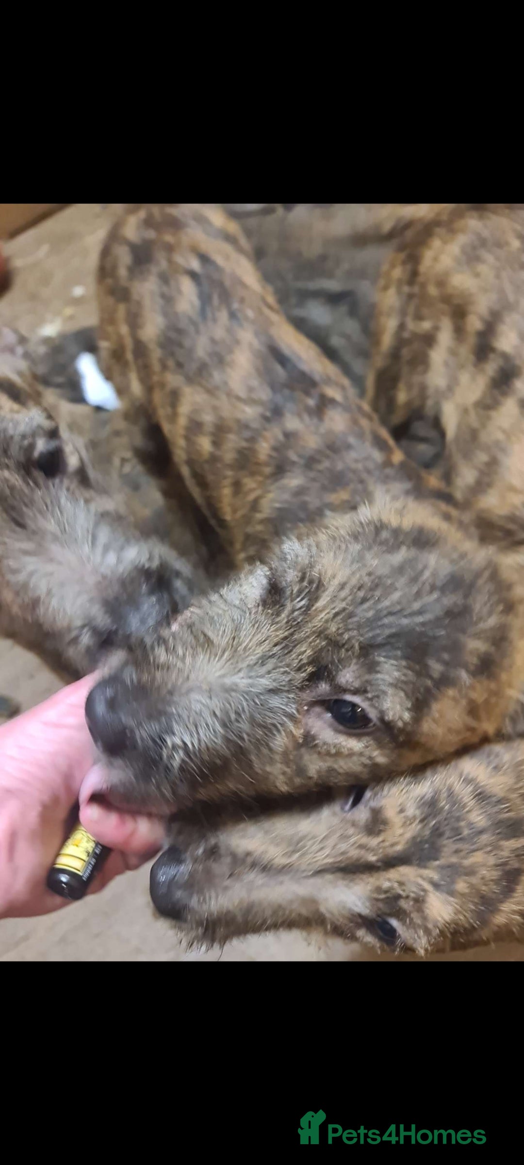 Lurcher dogs for sale: 3 male brindle Lurcher puppies for urgent sale - Advert 1