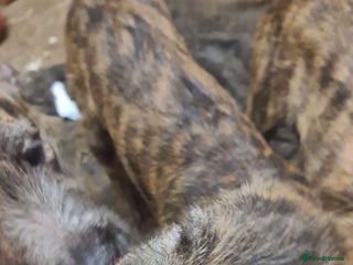 Lurcher dogs 3 male brindle Lurcher puppies for urgent sale - Advert 6