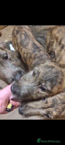 Lurcher dogs 3 male brindle Lurcher puppies for urgent sale - Advert 1