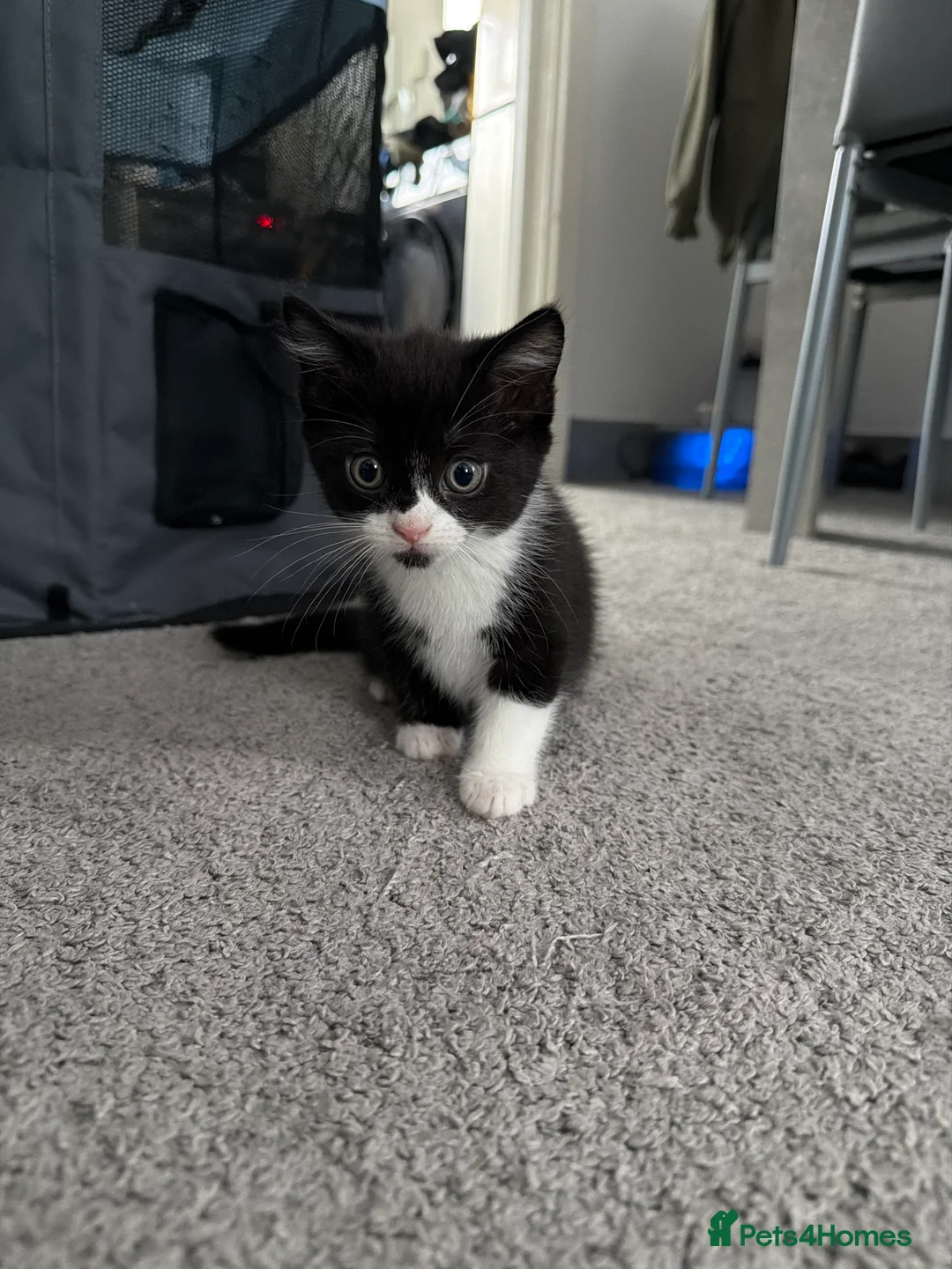 Russian Blue cats for sale: Persian Russian blue mixed with tabby kittens - Advert 2
