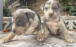American Bully dogs for sale: Pocket bully puppies ready soon  - Image 10