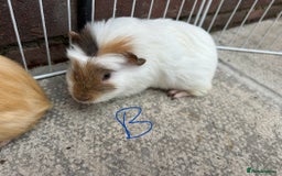 Guinea Pig rodents for sale: baby guinea pigs - Image 4