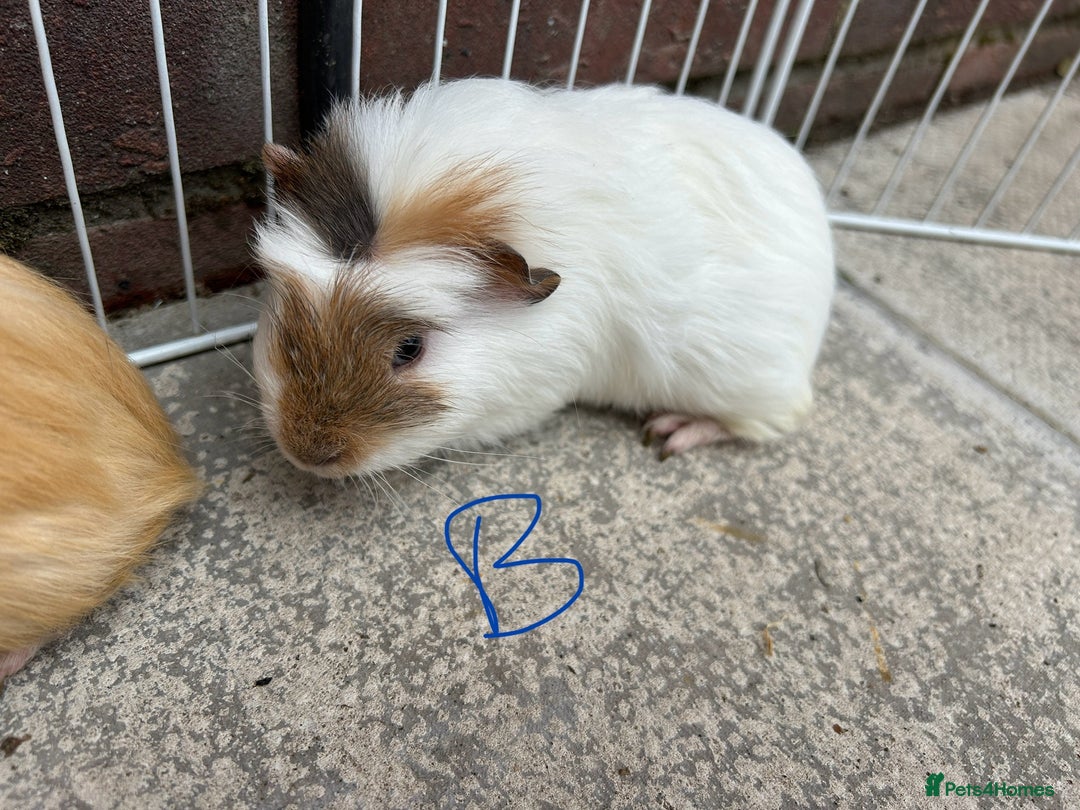 Guinea Pig rodents for sale: baby guinea pigs - Image 4