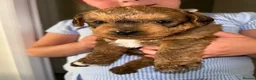Jackapoo dogs for sale: ASIAN TOY JACKAPOO 1 MALE  - Advert 1