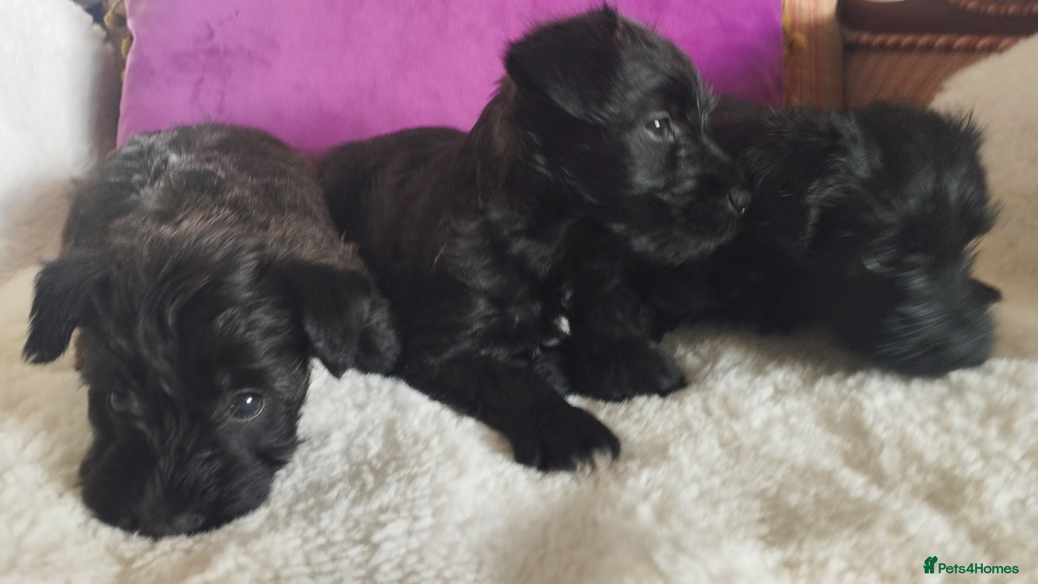 Miniature Schnauzer dogs for sale: Stunning Mini Schnauzers - Advert 3
