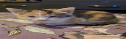 Mixed Breed cats for sale: look at all those tiny fluffballs!  - Advert 10