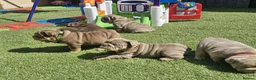 English Bulldog dogs for sale: English bulldog  - Advert 4