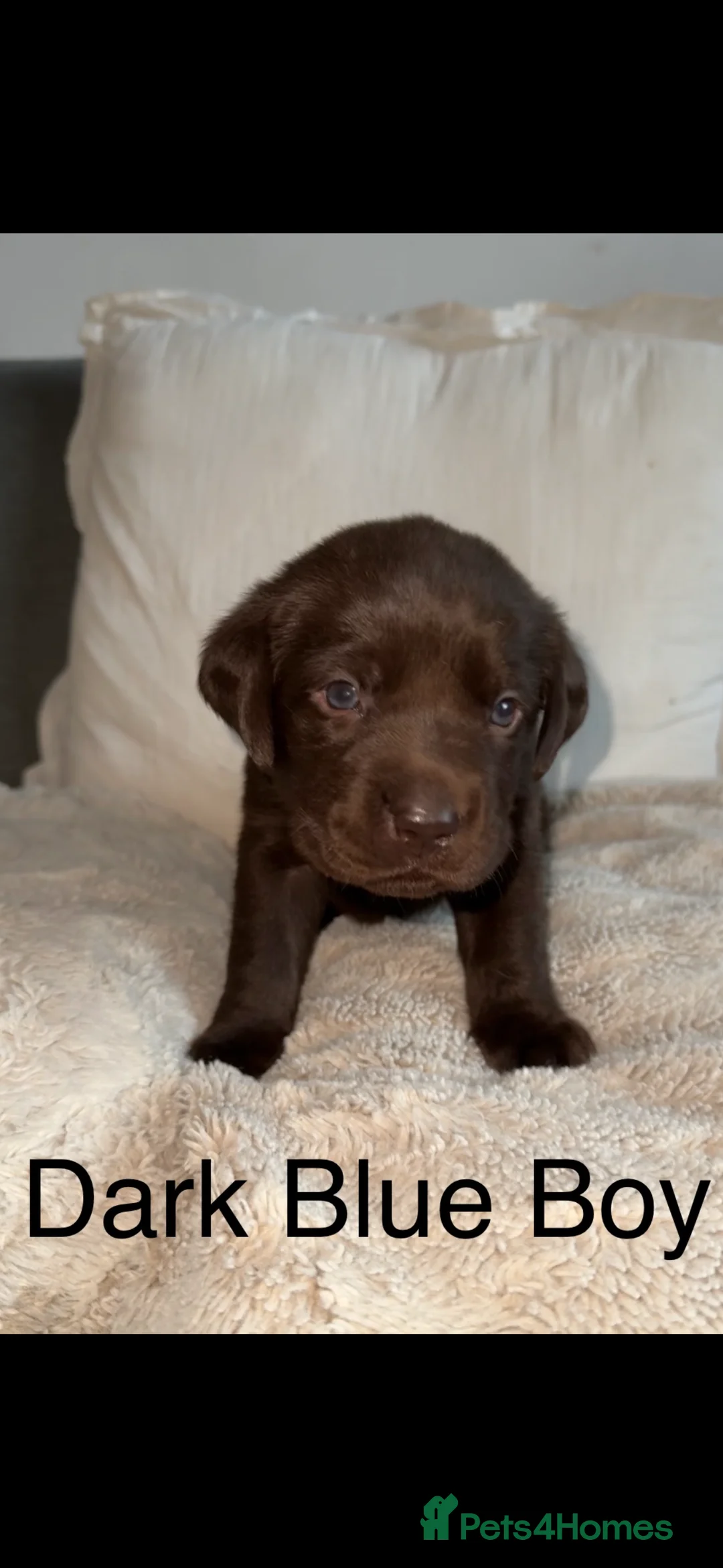 Labrador Retriever dogs for sale: Stunning chocolate Labrador puppies  - Advert 4