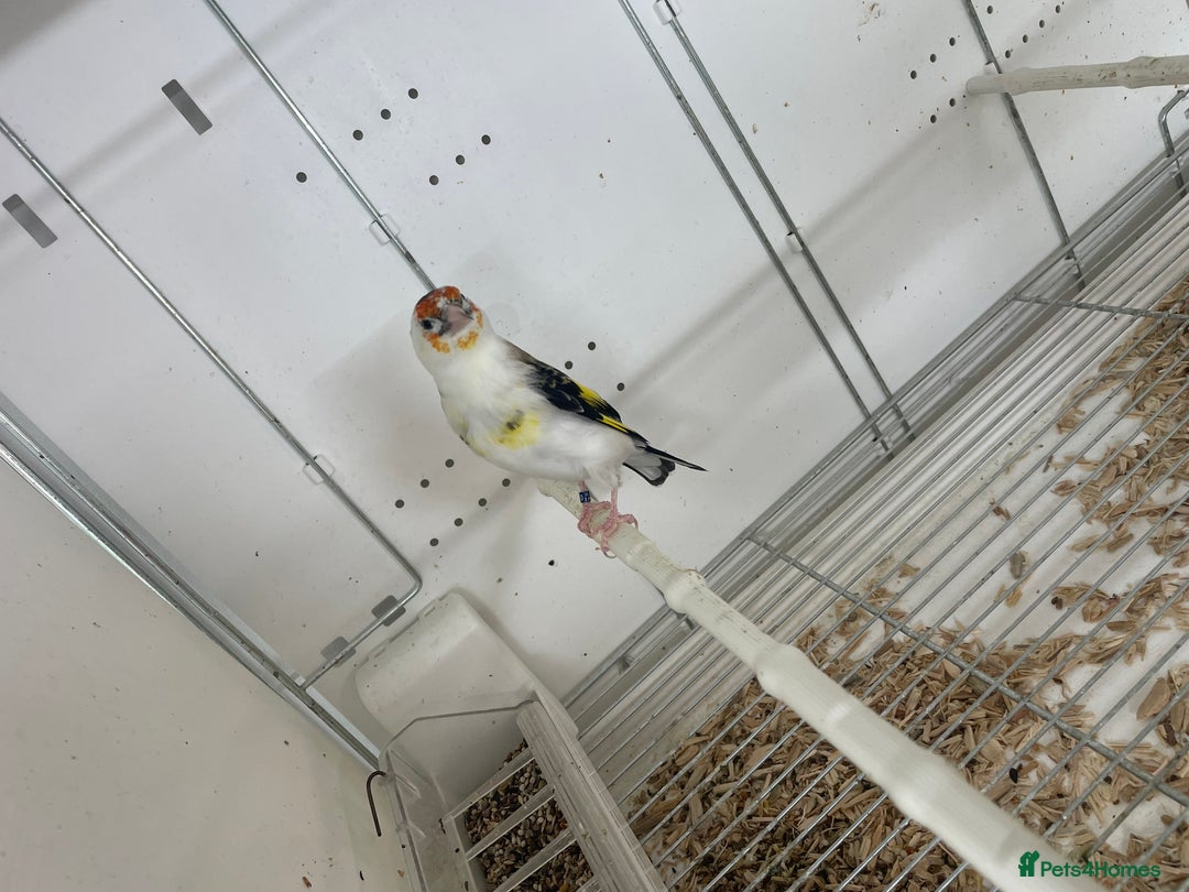 Finches birds for sale: Finches  - Image 7