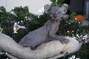 Sphynx cats Unique Elf, Sphynx & Dwelf Babies - Advert 6