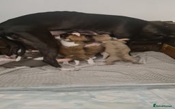 Whippet dogs for sale: Beautiful kc registered whippets - Image 5