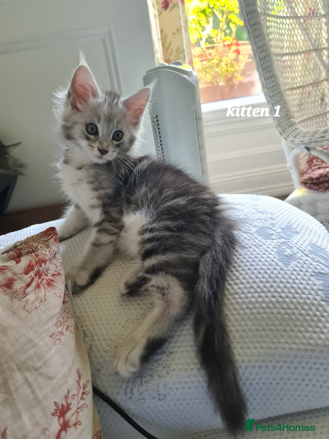 Maine Coon cats for sale: 2 MaineCoon boys - Image 11