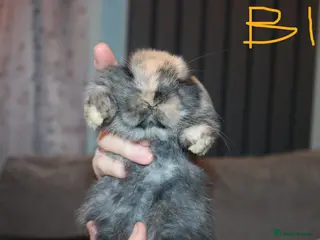 Mini Lop rabbits Mini Lop babies x 3 - Advert 2