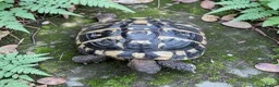 Hermann Tortoise reptiles for sale: Female Hermann Boettgeri Tortoise  - Advert 3