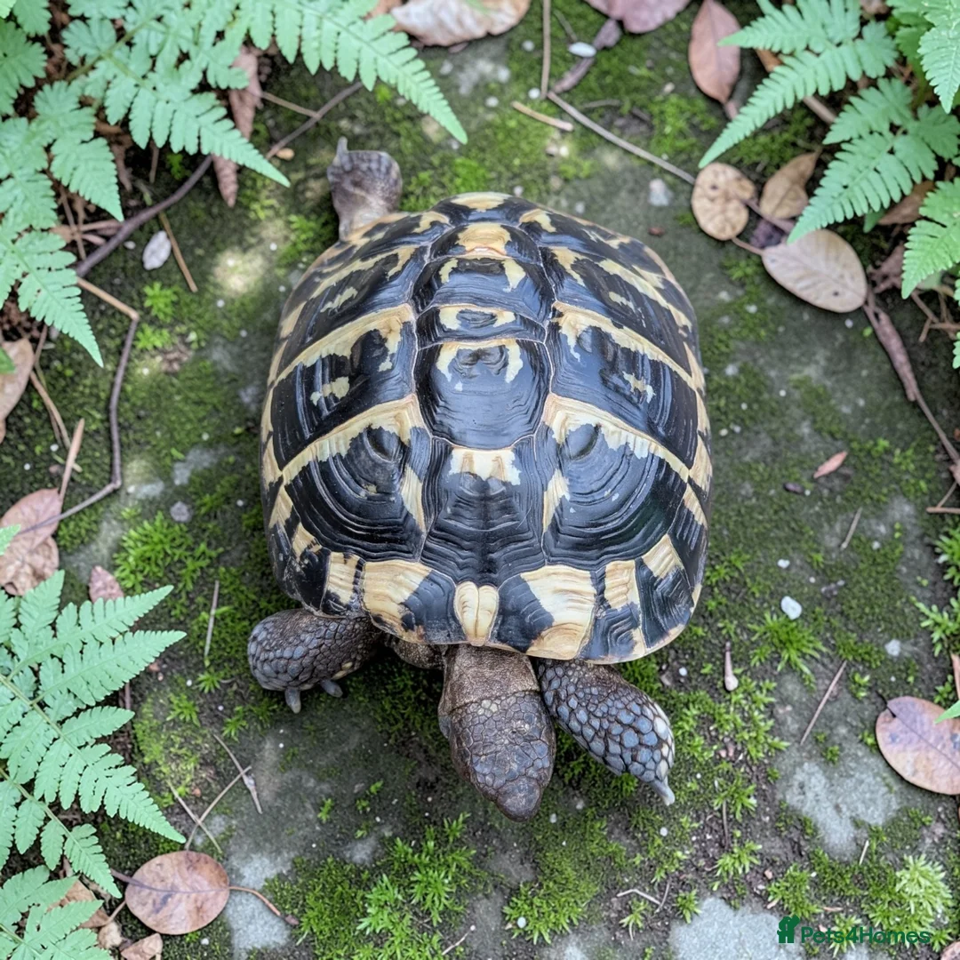 Hermann Tortoise reptiles for sale: Female Hermann Boettgeri Tortoise  - Advert 3