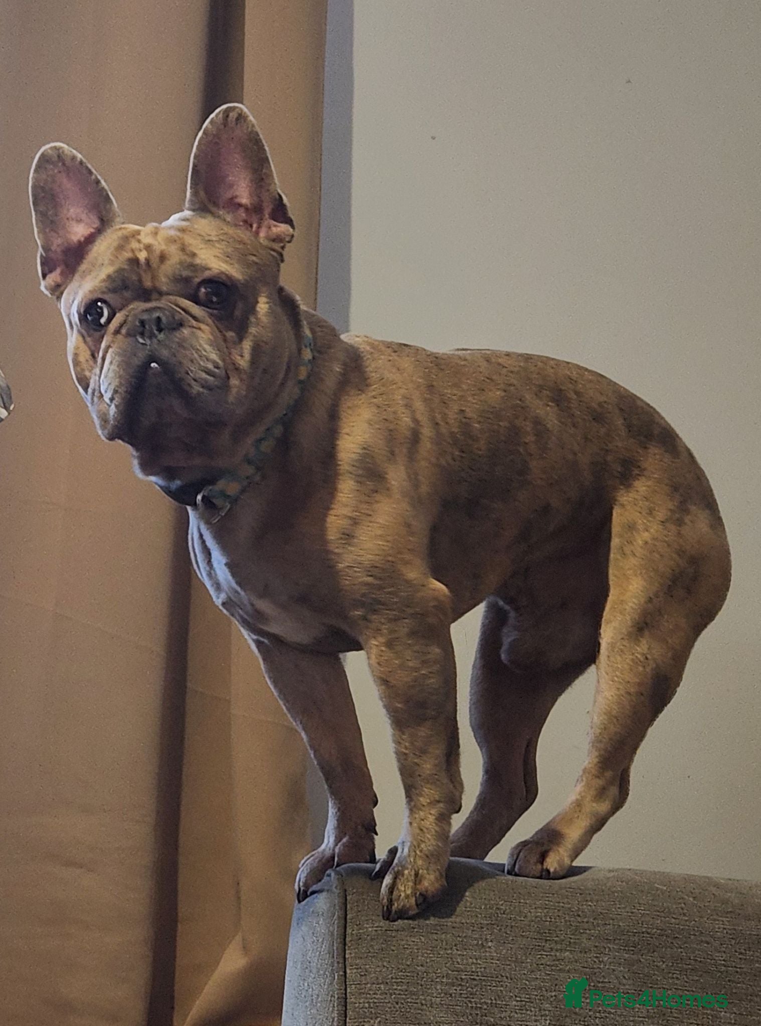 French Bulldog dogs Titan - Advert 1