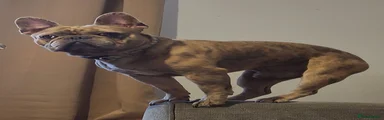 Titan