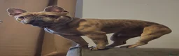 French Bulldog dogs for sale: Titan - Advert 1