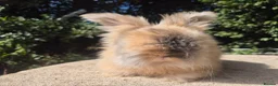Angora rabbits for sale: 💙READY NOW-FULL FACE ANGORA BOY-PARENTS FROM🇫🇷 - Advert 6