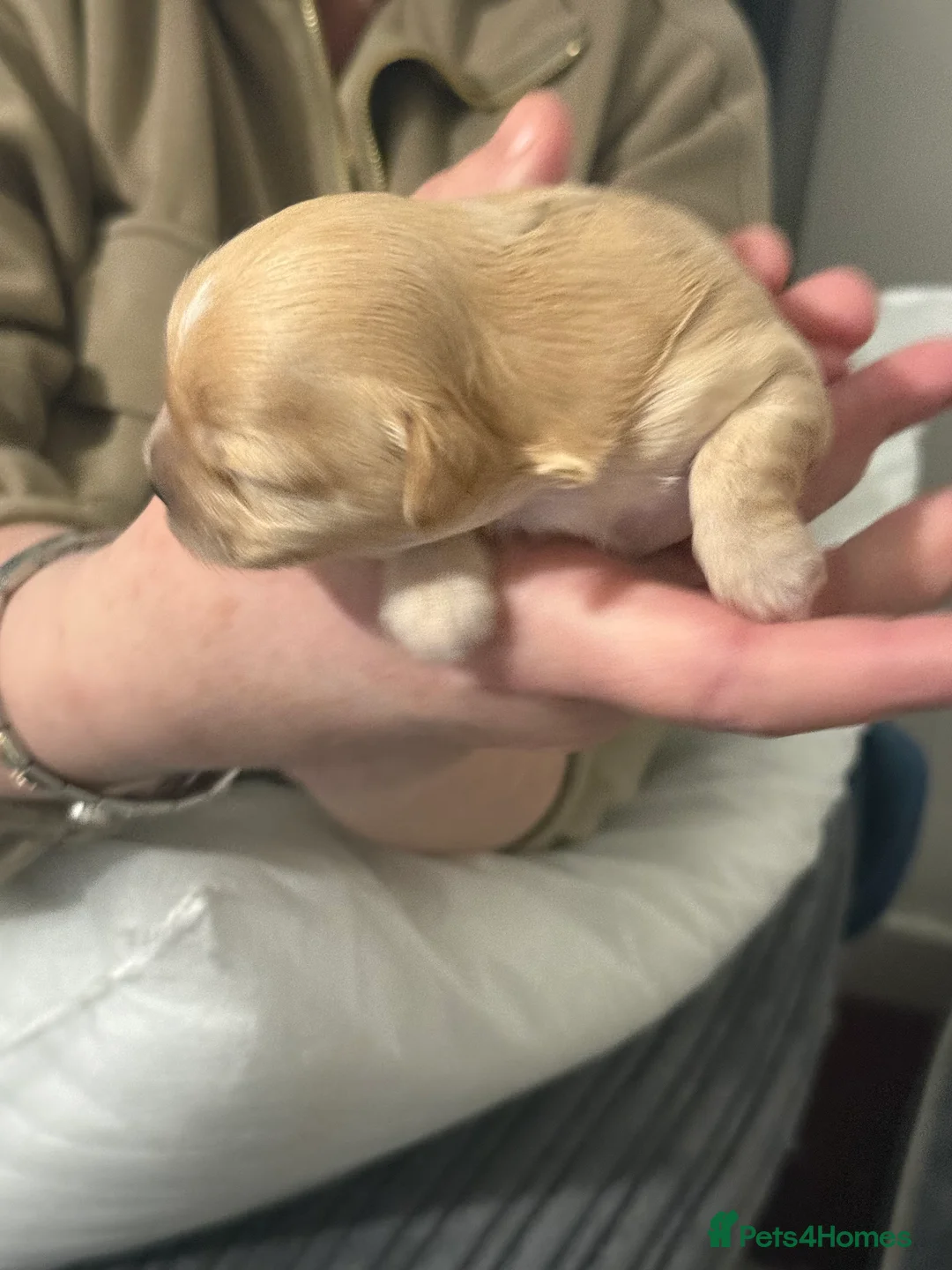 Shihpoo dogs for sale: 3x Shihpoo Male Puppies for sale - Advert 25