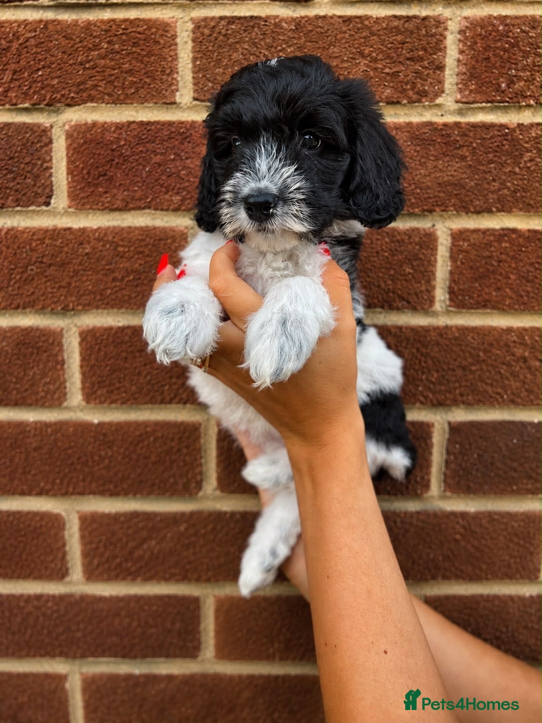 Australian Labradoodle dogs Multigen Australian Labradoodles  - Advert 1