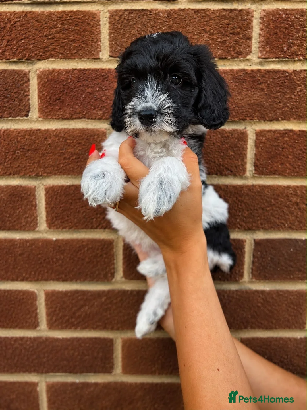 Australian Labradoodle dogs for sale: Ready now Multigen Australian Labradoodles  - Advert 1