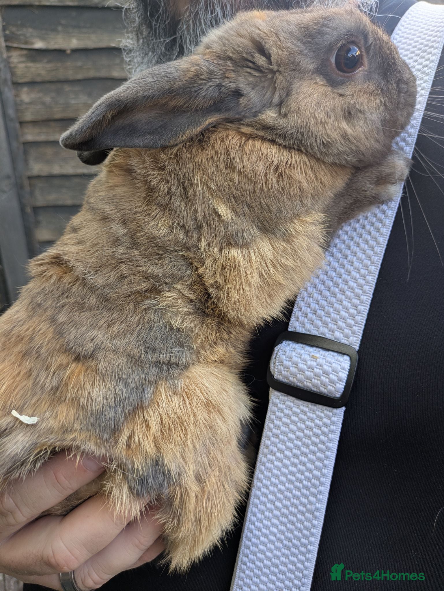 Mixed Breed rabbits 3 Male rabbits Brothers (separated) - Advert 1