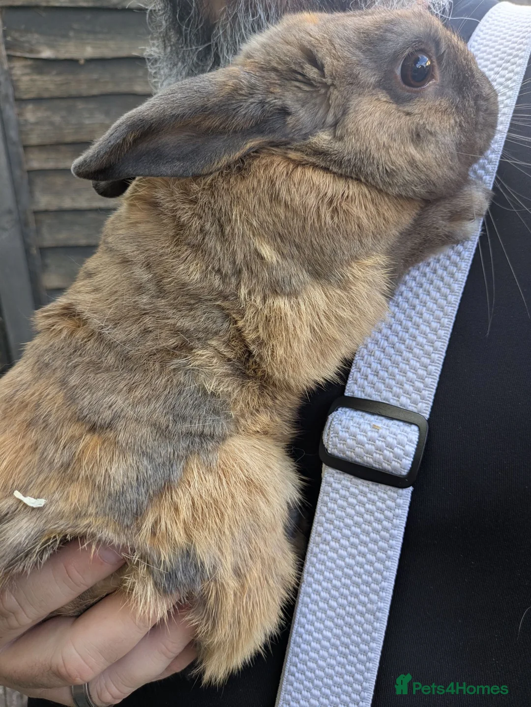 Mixed Breed rabbits for sale: 3 Male rabbits Brothers (separated) - Advert 1