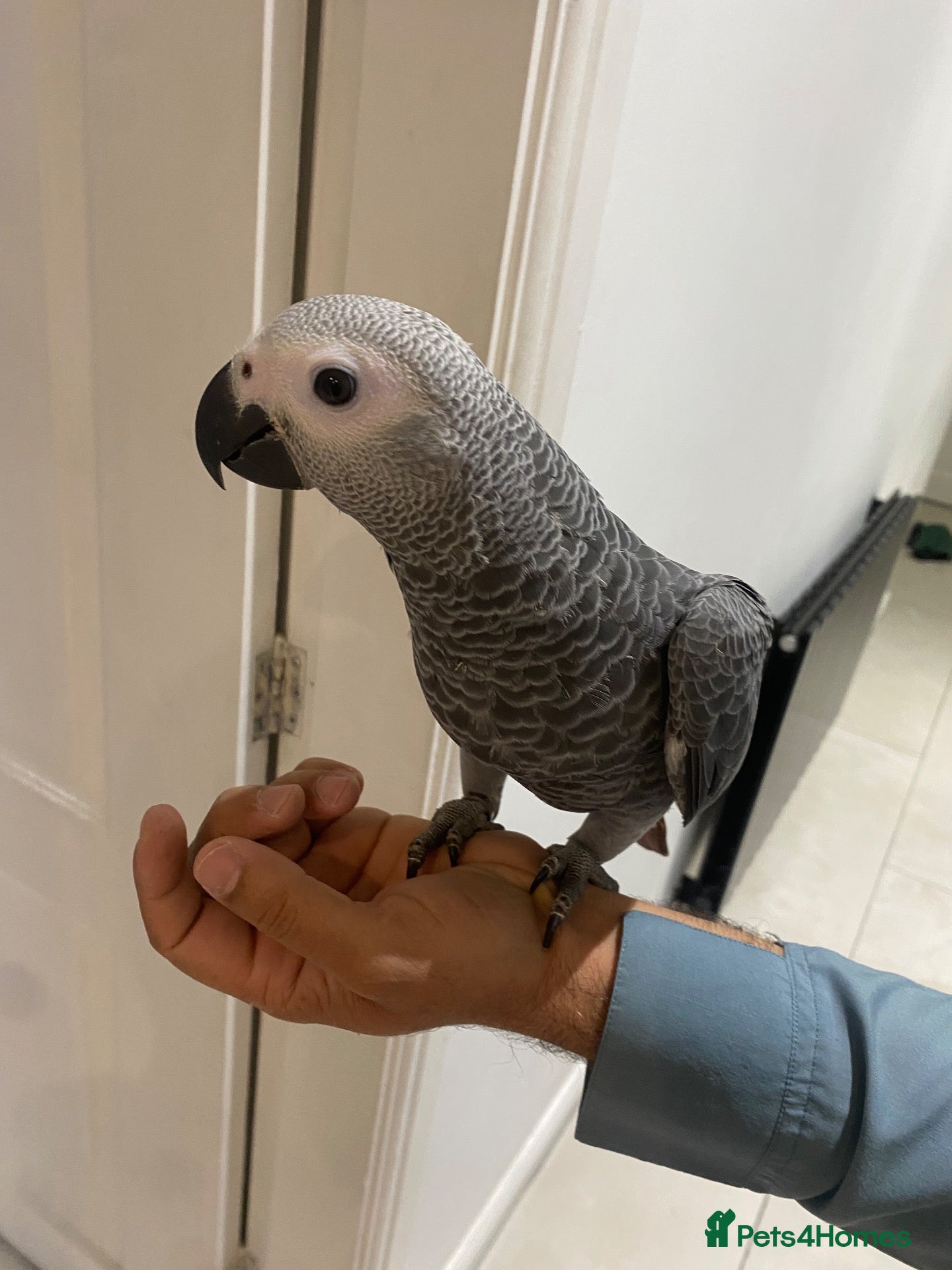 Parrots birds 1 Male Left,Super tame- cuddly African grey babies - Advert 22