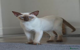 Siamese cats for sale: Siamese x Maine coon  - Advert 5