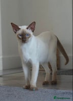 Siamese cats Siamese x Maine coon - Advert 2