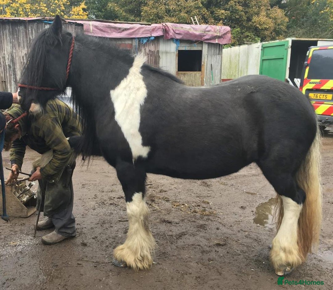 Irish Cob horses for sale: 14.1/2hh cob mare  - Image 2