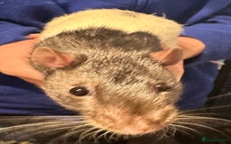 Rat rodents for sale: 2 male rats  - Advert 4