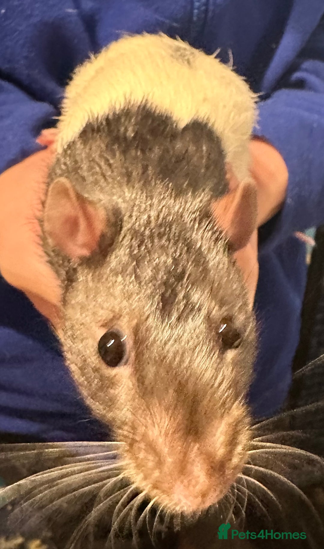 Rat rodents for sale: 2 male rats  - Advert 4