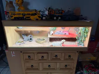 Bearded Dragon reptiles Female beardie and complete 4ft setup - Advert 7