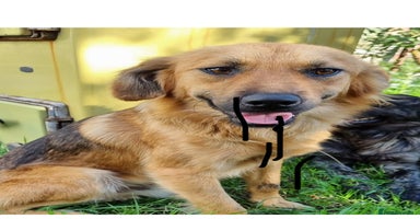 Mixed Breed dogs - Advert 7