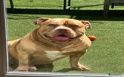 American Bully dogs for sale: Gugo American bully chocolate merle  - Advert 5