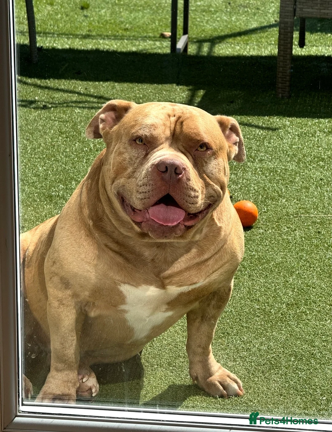 American Bully dogs for sale: Gugo American bully chocolate merle  - Advert 5