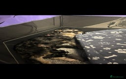 Mixed Breed dogs for sale: Adorable Doxiepoo Puppies for Sale - Advert 10