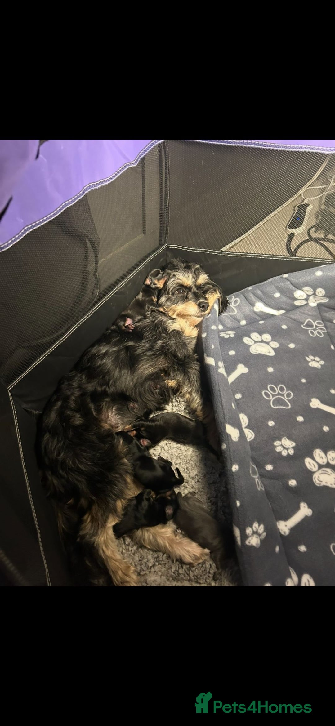 Mixed Breed dogs for sale: Adorable Doxiepoo Puppies for Sale - Advert 10