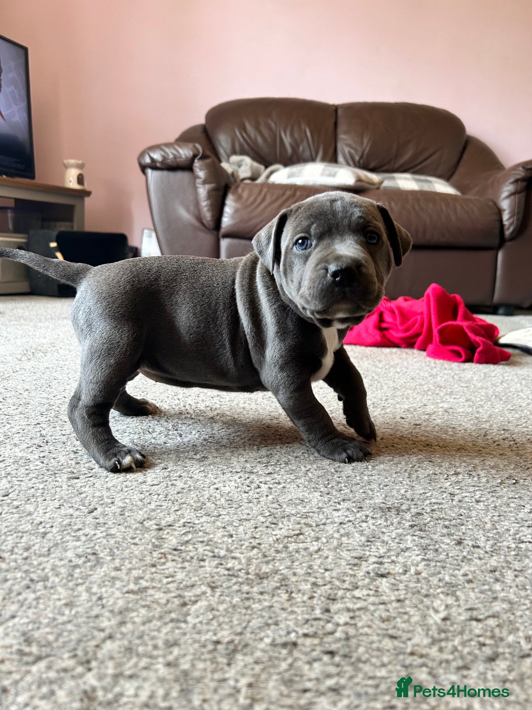 Mixed Breed dogs for sale: Four cane Corso and staff bullterrier mix.  - Image 4