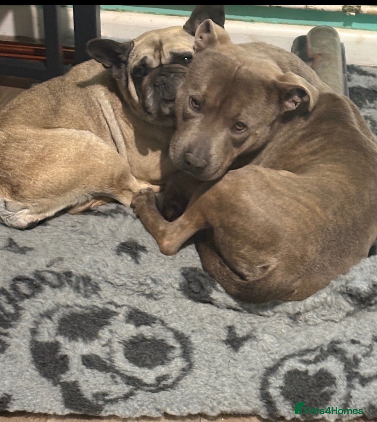Mixed Breed dogs for sale: Beautiful Stafford bull terrier x French bulldog  - Advert 4