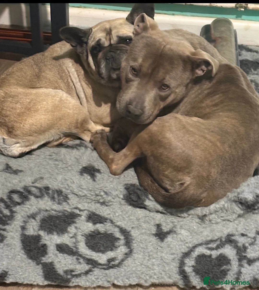 Mixed Breed dogs for sale: Beautiful Stafford bull terrier x French bulldog  in Swansea - Advert 1