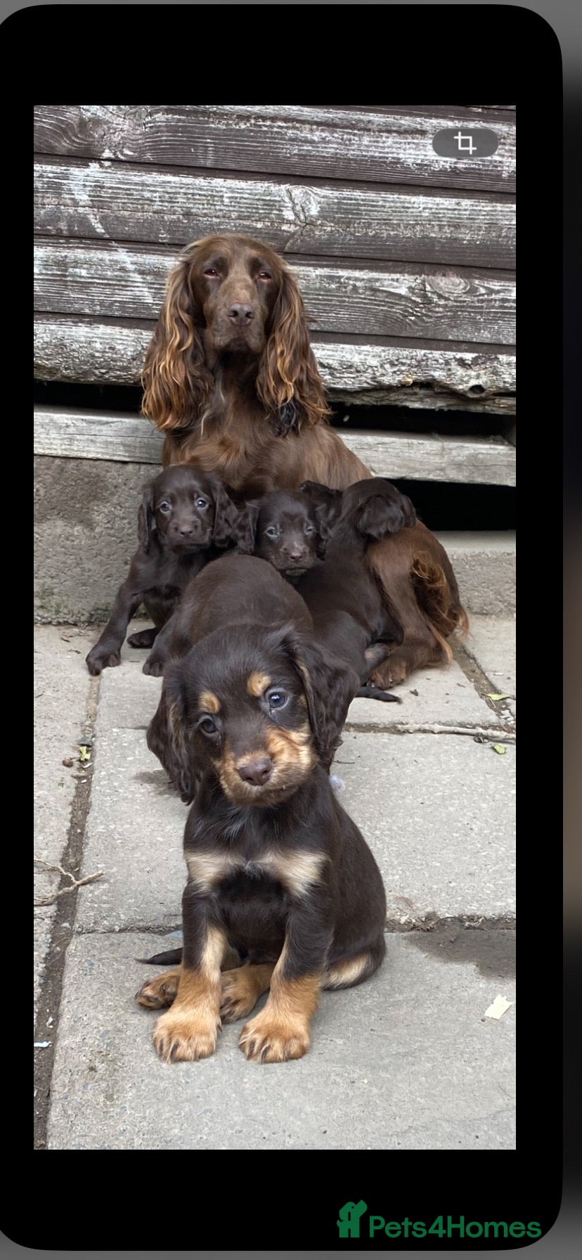 Cocker Spaniel dogs cocker spaniel pups  - Advert 1