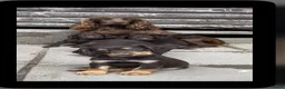 Cocker Spaniel dogs for sale: cocker spaniel pups  in Carlisle - Advert 1