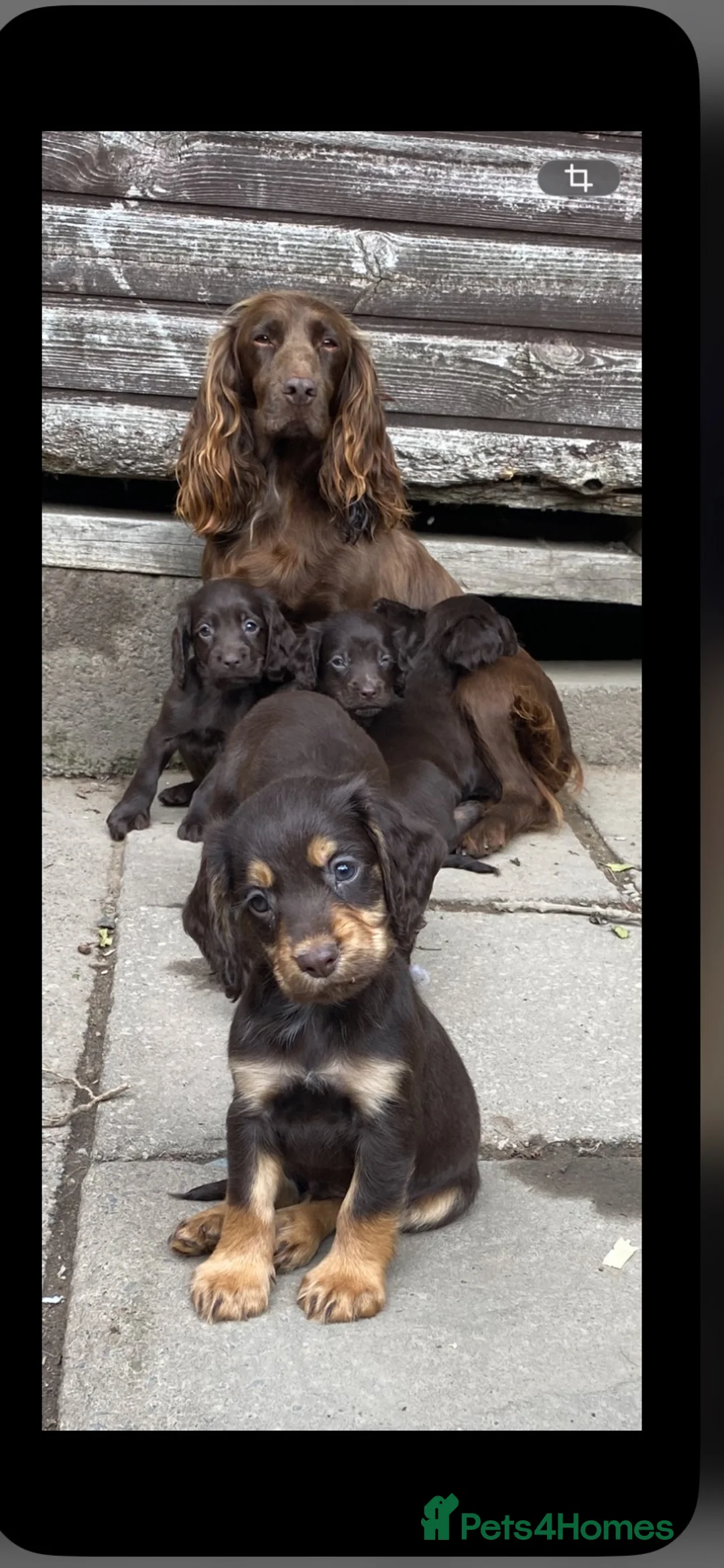 Cocker Spaniel dogs for sale: cocker spaniel pups  in Carlisle - Advert 1