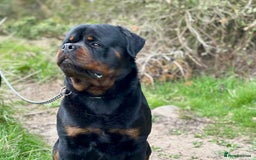 Rottweiler dogs for sale: World class KC male Puppy available  - Image 2