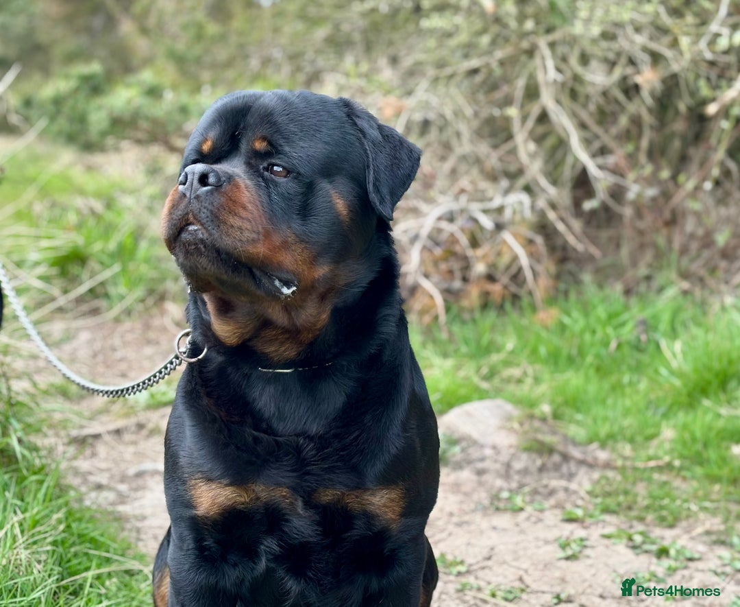 Rottweiler dogs for sale: World class KC male Puppy available  - Image 2