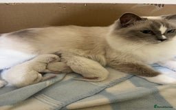 Ragdoll cats for sale:  Last stunning GCCF ragdoll girl - Image 7
