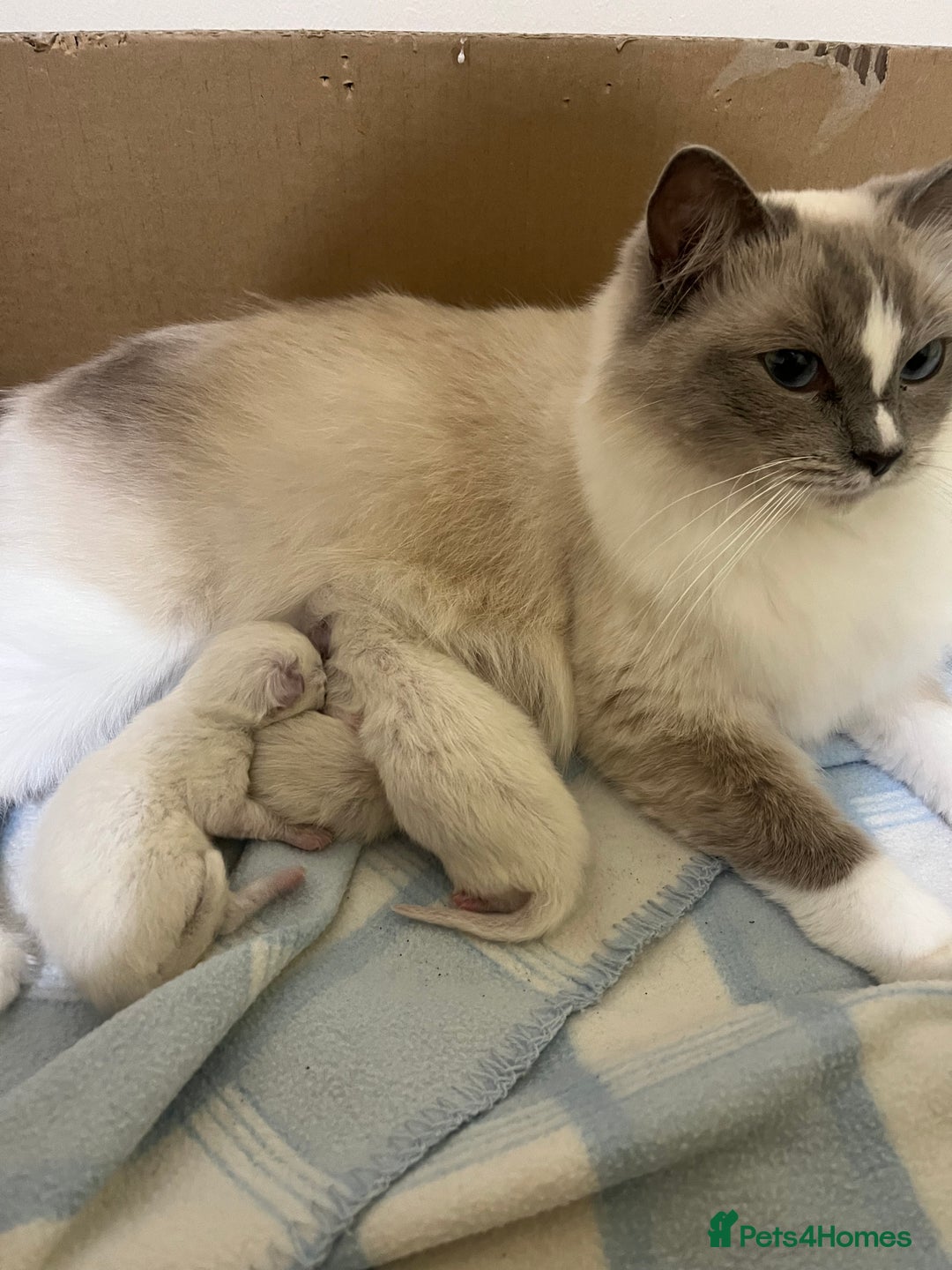 Ragdoll cats for sale:  Last stunning GCCF ragdoll girl - Image 7